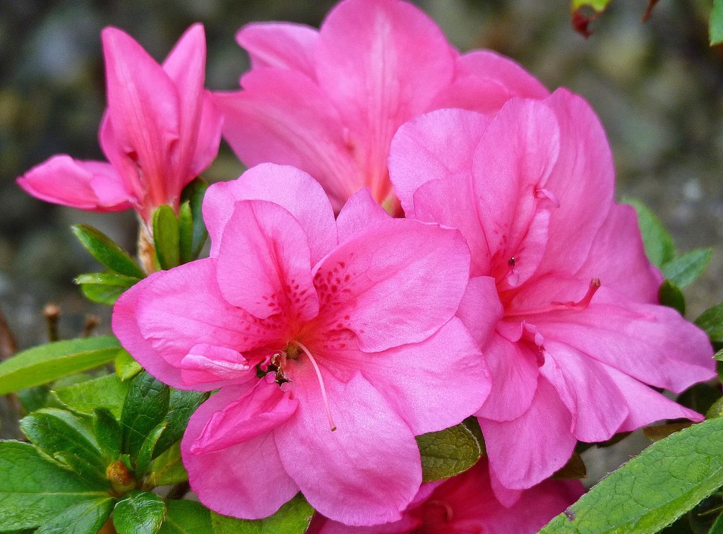 Un'azalea (rododendro) per la festa della Mamma