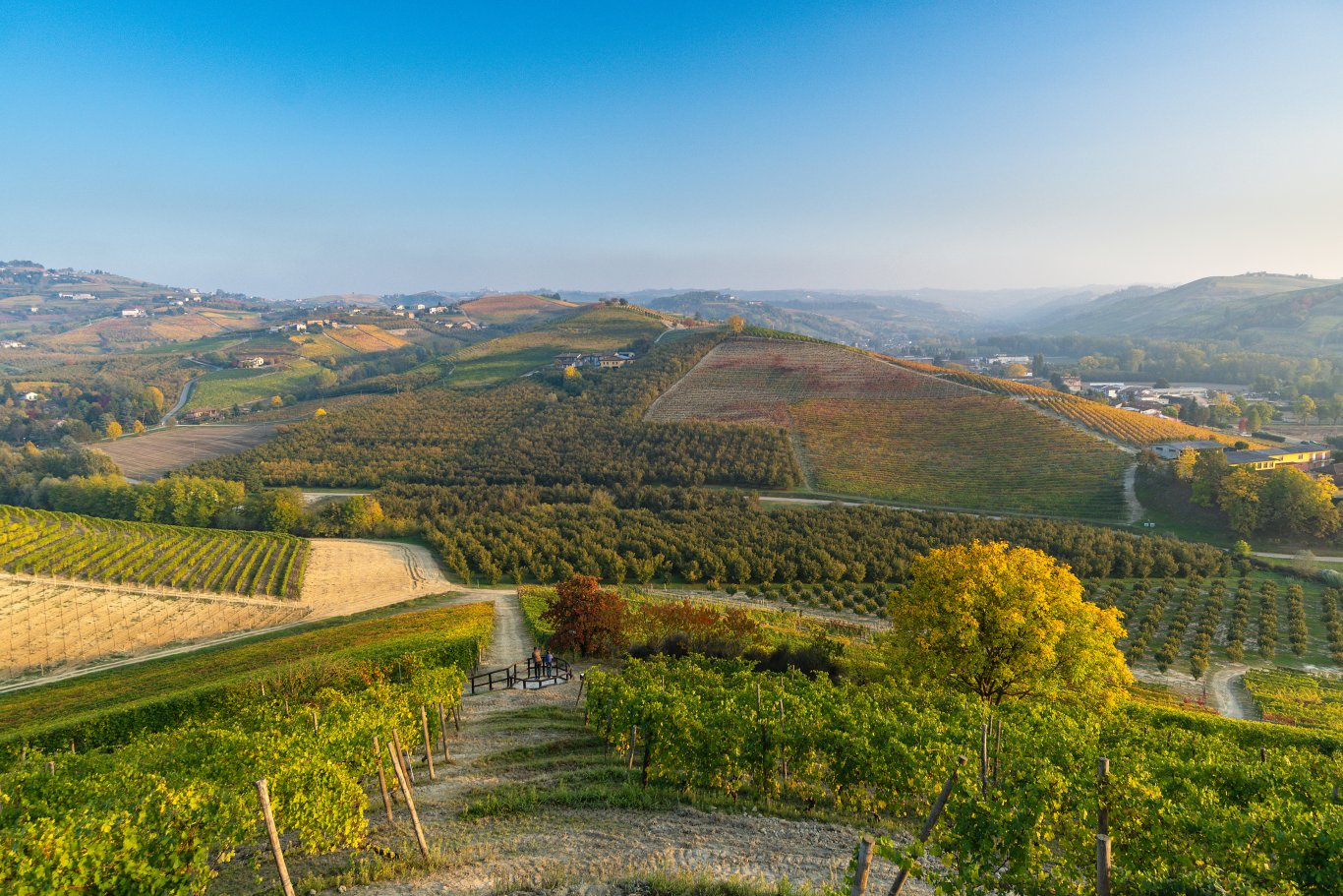 Vigneti a Barolo, Piemonte