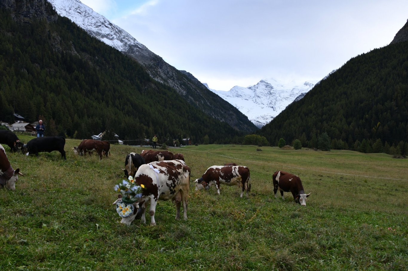 Bestiame in alpeggio, durante il Devétaya del 2020.