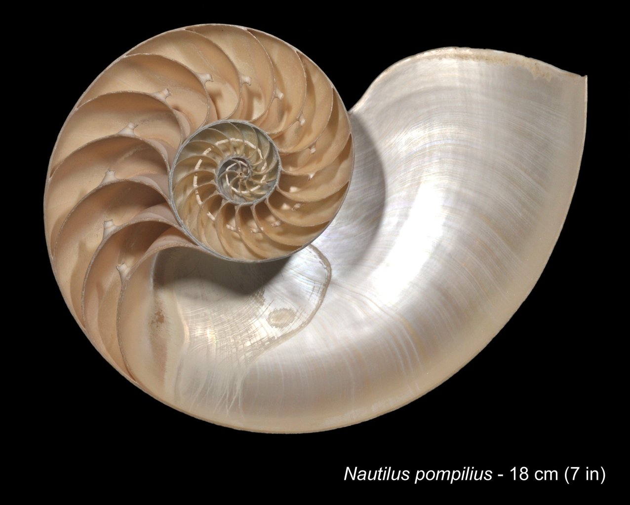 Sezione di conchiglia di nautilo - Nautilius Pompilius.