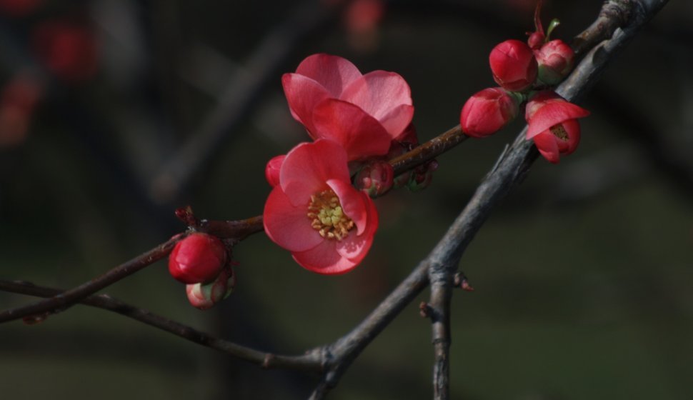 Fiore di ciliegio in febbraio