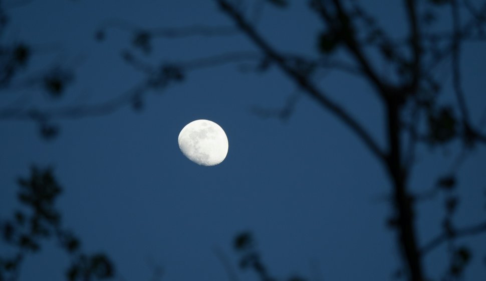 Luna piena sopra l'albero